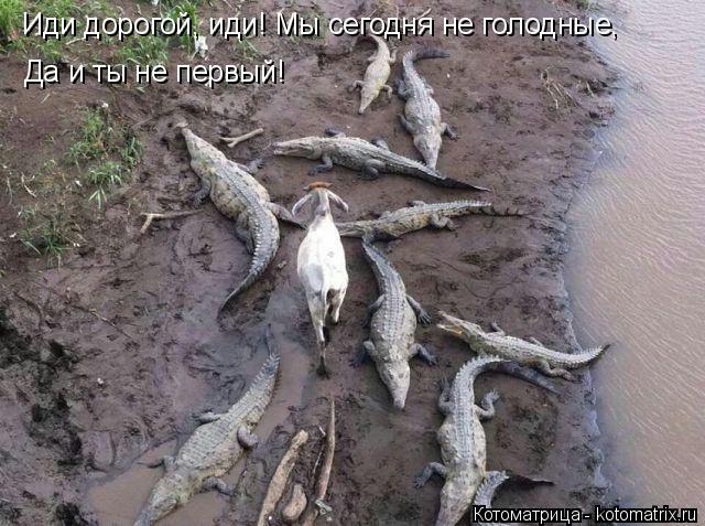 Котоматрица: Иди дорогой, иди! Мы сегодня не голодные,  Да и ты не первый!