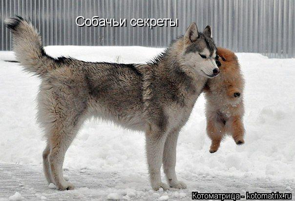 Котоматрица: Собачьи секреты