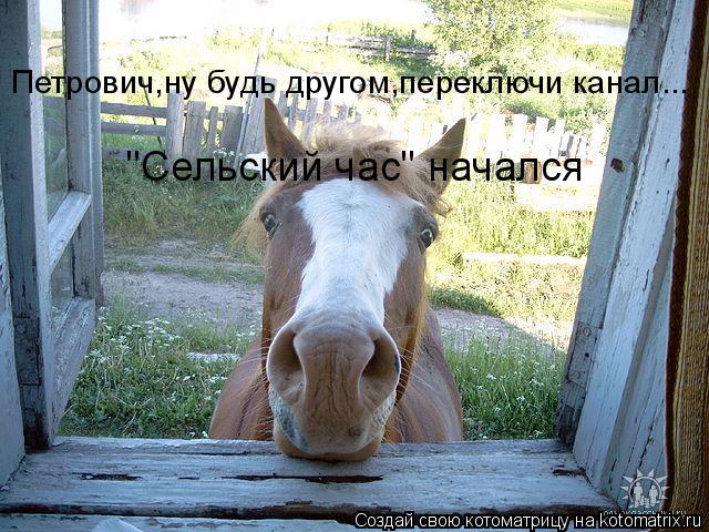 Котоматрица: Петрович,ну будь другом,переключи канал... "Сельский час" начался