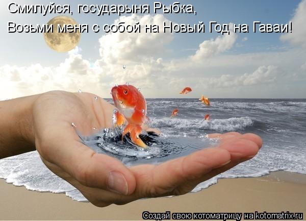 Котоматрица: Смилуйся, государыня Рыбка,  Возьми меня с собой на Новый Год на Гаваи!