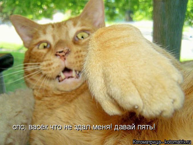 Котоматрица: спс, васёк что не здал меня! давай пять!