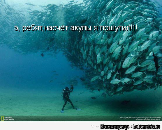 Котоматрица: э, ребят,насчёт акулы я пошутил!!!
