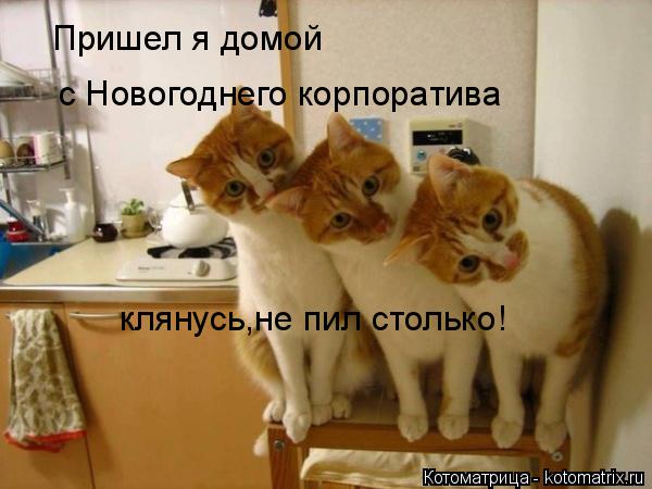 Котоматрица: Пришел я домой  с Новогоднего корпоратива клянусь,не пил столько!