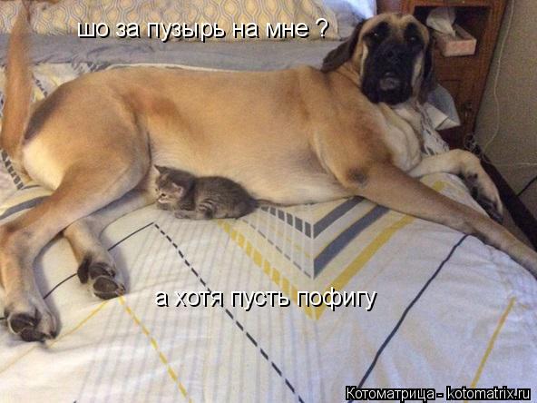 Котоматрица: шо за пузырь на мне ? а хотя пусть пофигу