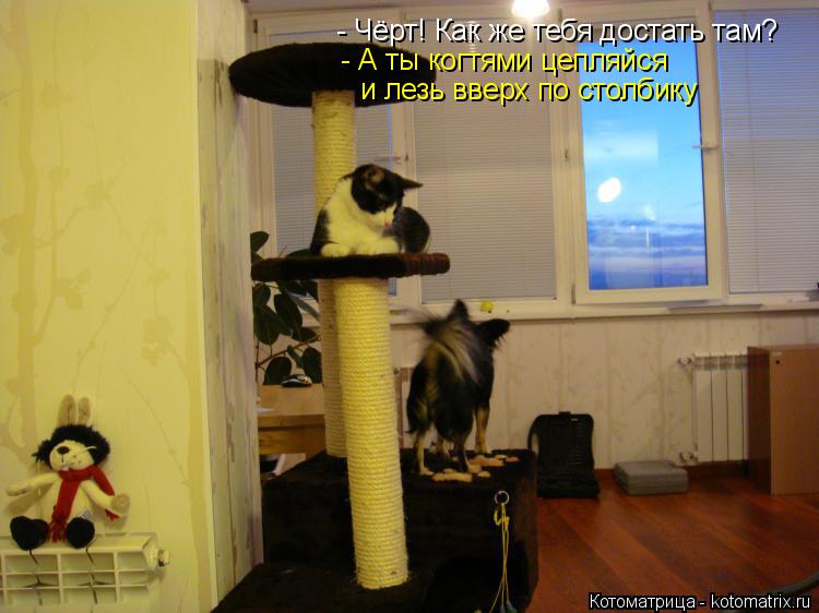 Котоматрица: - Чёрт! Как же тебя достать там? - А ты когтями цепляйся  и лезь вверх по столбику