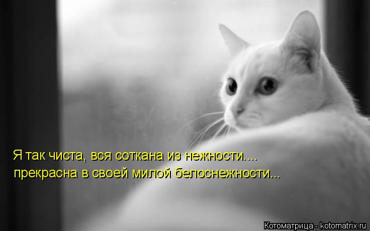 Котоматрица: Я так чиста, вся соткана из нежности.... прекрасна в своей милой белоснежности...