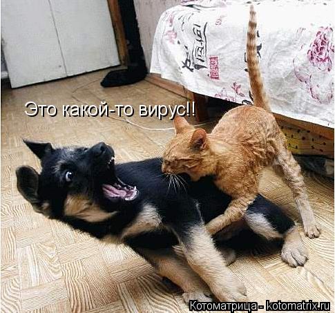 Котоматрица: Это какой-то вирус!!