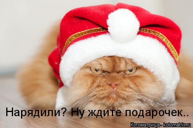 Котоматрица: Нарядили? Ну ждите подарочек..