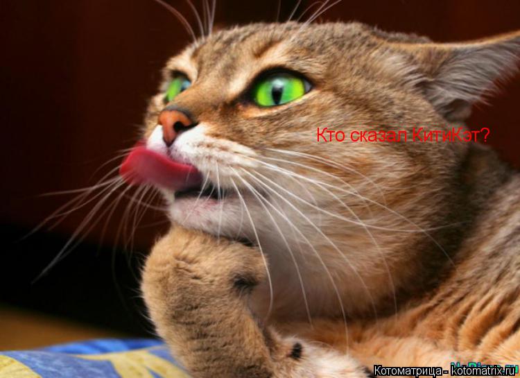Котоматрица: Кто сказал КитиКэт?