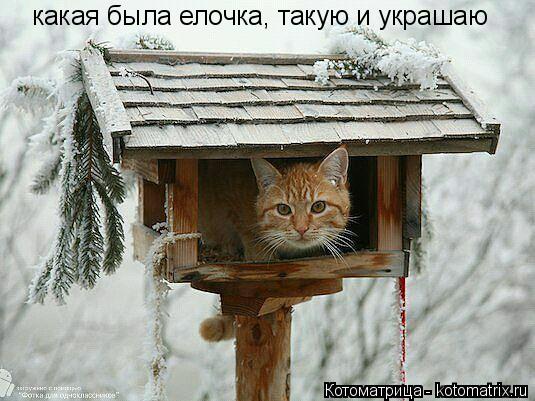 Котоматрица: какая была елочка, такую и украшаю
