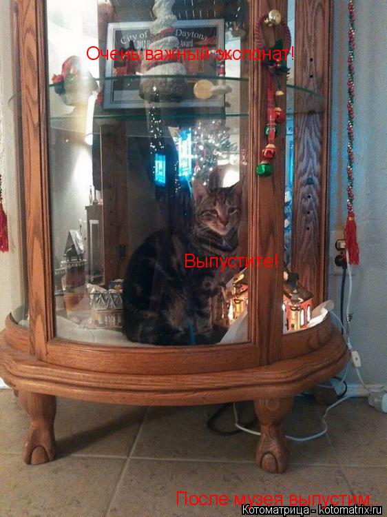 Котоматрица: Очень важный экспонат! Выпустите! После музея выпустим..