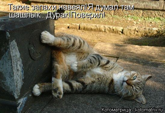 Котоматрица: Такие запахи навеял!Я думал там шашлык...Дурак!Поверил!