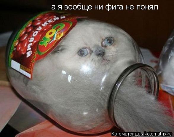 Котоматрица: а я вообще ни фига не понял