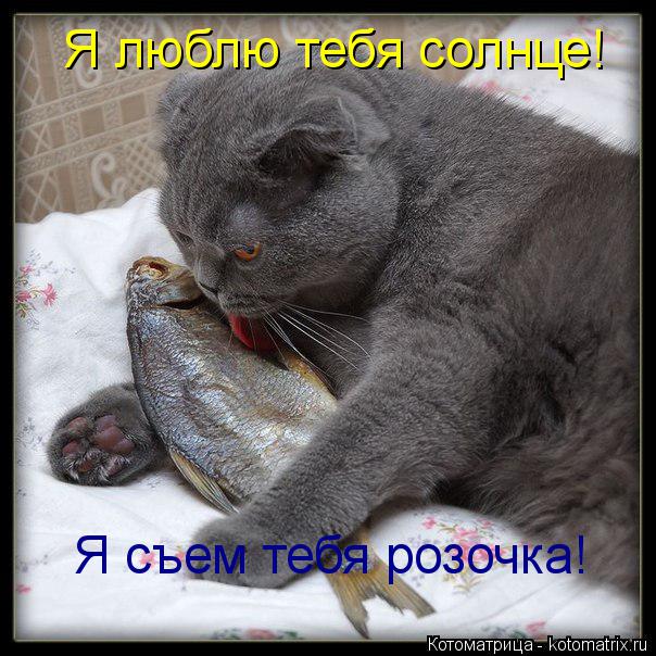 Котоматрица: Я люблю тебя солнце! Я съем тебя розочка!