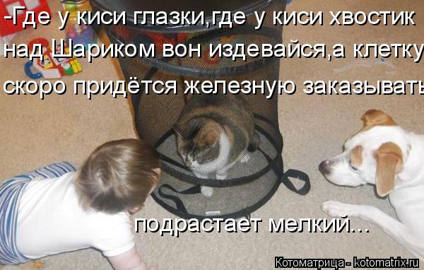 Котоматрица: -Где у киси глазки,где у киси хвостик над Шариком вон издевайся,а клетку скоро придётся железную заказывать подрастает мелкий...
