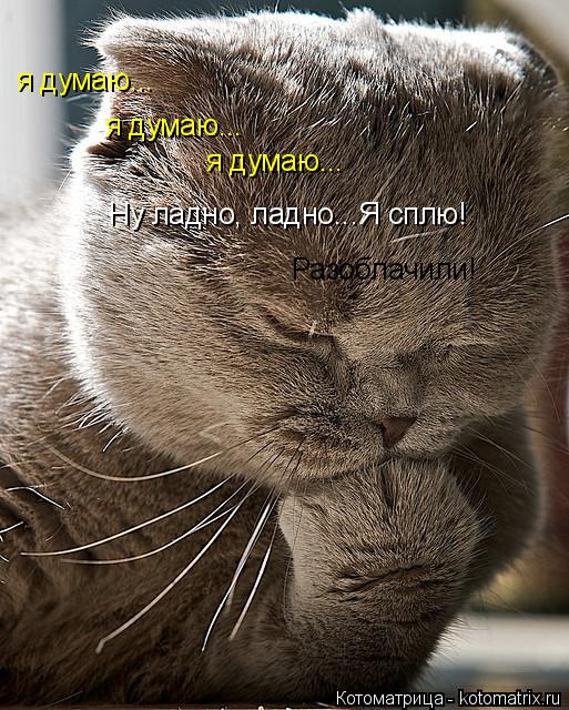 я думаю... я думаю... я думаю... Ну ладно, ладно...Я сплю! Разоблачили!... Котоматрица: я думаю... я думаю... я думаю... Ну ладно, ладно...Я сплю! Разоблачили!