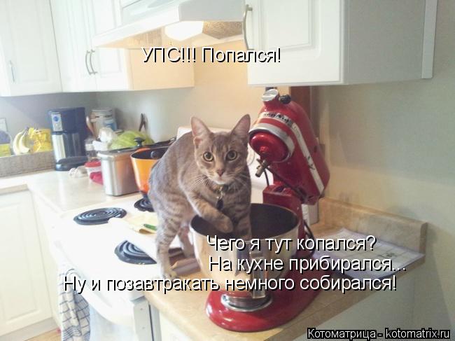УПС!!! Попался! На кухне прибирался... Чего я тут копался? Ну и позавтракать немного собирался!... Котоматрица: УПС!!! Попался! На кухне прибирался... Чего я тут копался? Ну и позавтракать немного собирался!