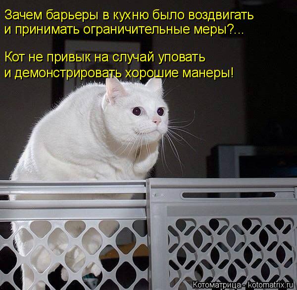 Котоматрица: Зачем барьеры в кухню было воздвигать и принимать ограничительные меры?... Кот не привык на случай уповать и демонстрировать хорошие манеры