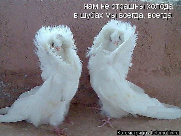Котоматрица: нам не страшны холода, в шубах мы всегда, всегда!