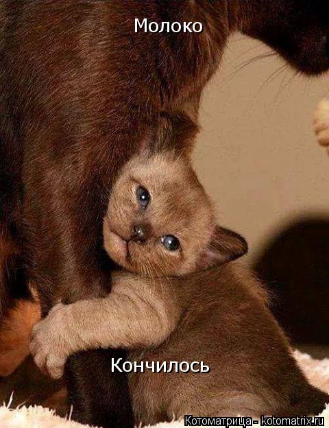 Котоматрица: Молоко Кончилось