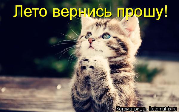 Котоматрица: Лето вернись прошу! Лето вернись прошу!