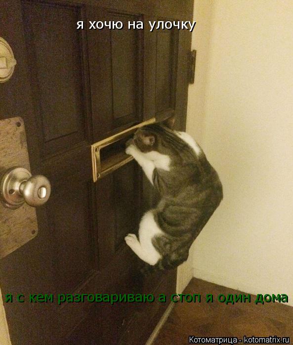 Котоматрица: я хочю на улочку я с кем разговариваю а стоп я один дома