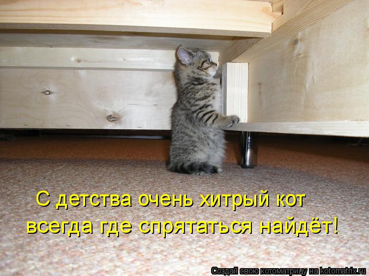 Котоматрица: всегда где спрятаться найдёт! С детства очень хитрый кот