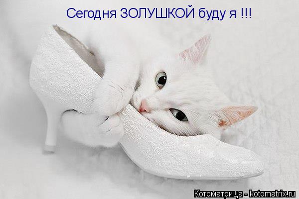 Котоматрица: Сегодня ЗОЛУШКОЙ буду я !!!