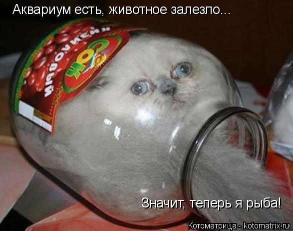 Аквариум есть, животное залезло... Значит, теперь я рыба!... Котоматрица: Аквариум есть, животное залезло... Значит, теперь я рыба!