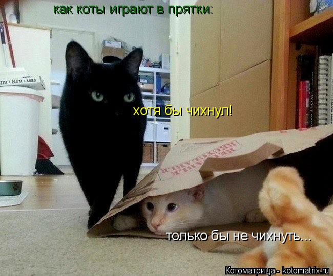 Котоматрица: только бы не чихнуть... хотя бы чихнул! как коты играют в прятки: