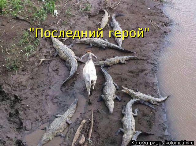 Котоматрица: "Последний герой"