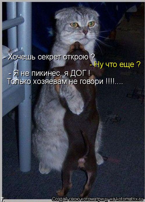 Котоматрица: - Хочешь секрет открою ? - Ну что еще ? - Я не пикинес, я ДОГ ! Только хозяевам не говори !!!!....