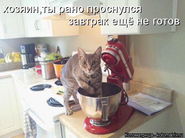 хозяин,ты рано проснулся завтрак ещё не готов... Котоматрица: хозяин,ты рано проснулся завтрак ещё не готов