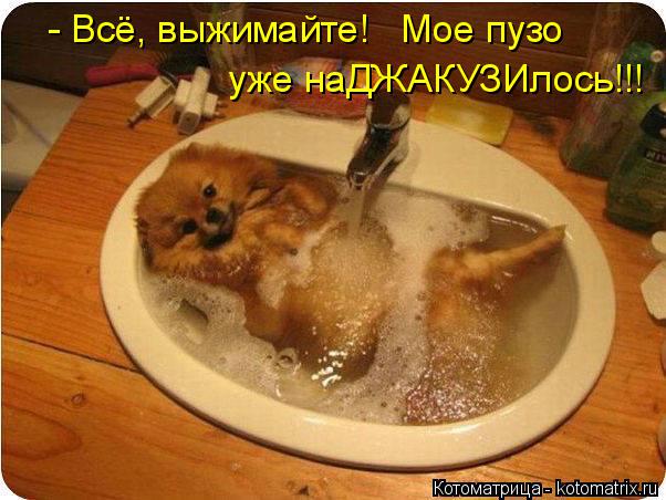 Котоматрица: - Всё, выжимайте!   Мое пузо уже наДЖАКУЗИлось!!!