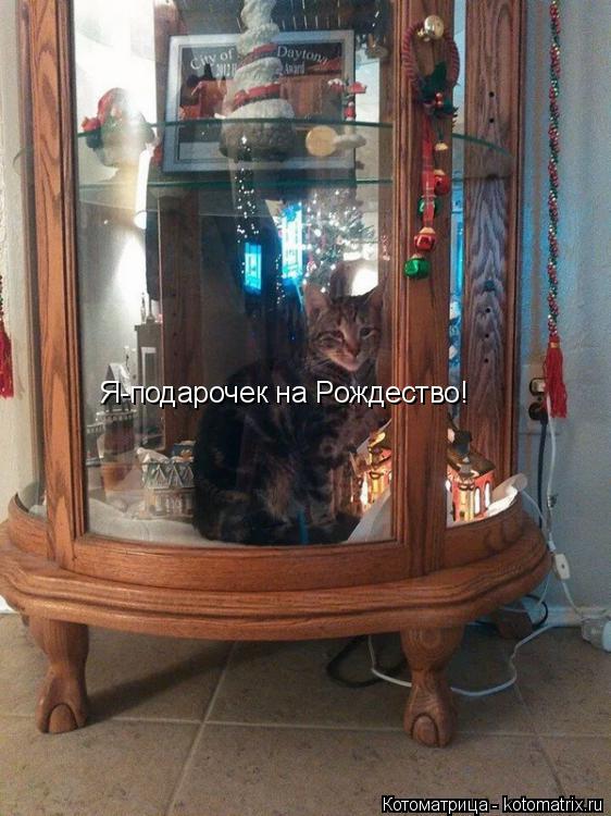 Котоматрица: Я-подарочек на Рождество!