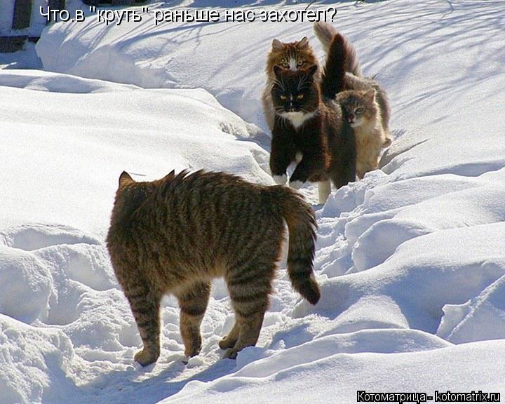 Что.в "круть" раньше нас захотел?... Котоматрица: Что.в "круть" раньше нас захотел?