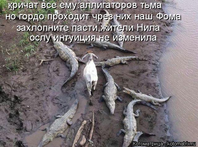 Котоматрица: кричат все ему:аллигаторов тьма но гордо проходит чрез них наш Фома захлопните пасти,жители Нила ослу интуиция не изменила