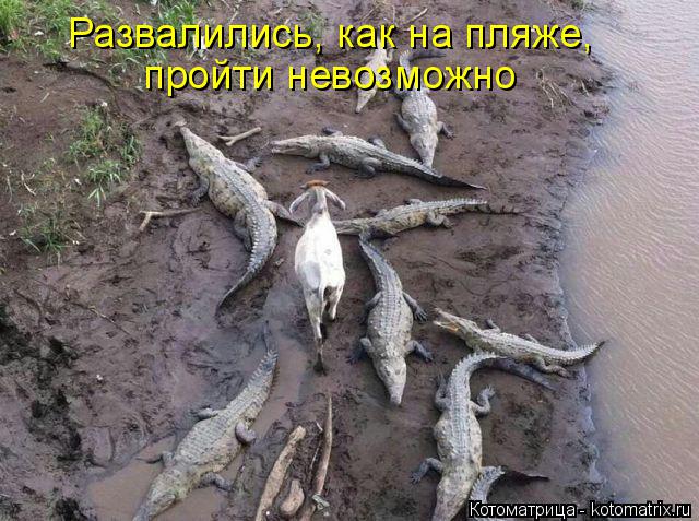 Котоматрица: Развалились, как на пляже,  пройти невозможно