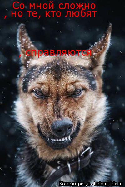 Котоматрица: Со мной сложно , но те, кто любят , справляются