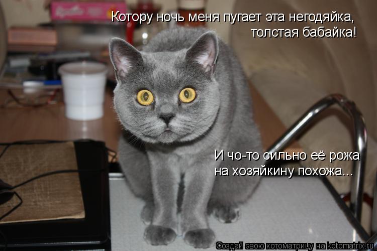 Котоматрица: Котору ночь меня пугает эта негодяйка,  толстая бабайка! И чо-то сильно её рожа на хозяйкину похожа...