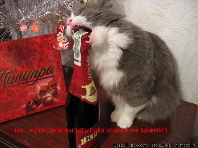 Котоматрица: так , нужно все выпить пока хозяин не заметил
