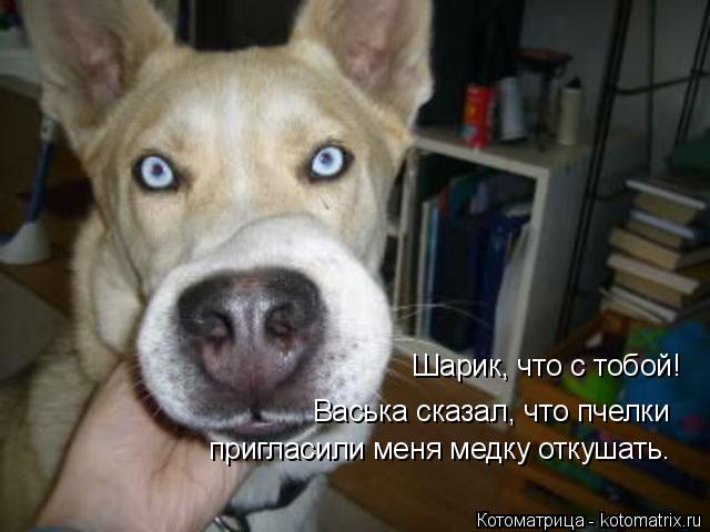 Котоматрица: Шарик, что с тобой!  Васька сказал, что пчелки пригласили меня медку откушать.