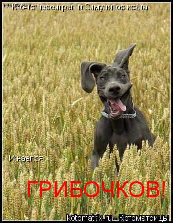 Котоматрица: Кто-то переиграл в Симулятор козла И наелся ГРИБОЧКОВ!