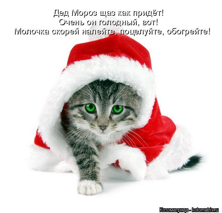 Котоматрица: Дед Мороз щаз как придёт!  Очень он голодный, вот! Молочка скорей налейте, поцелуйте, обогрейте!
