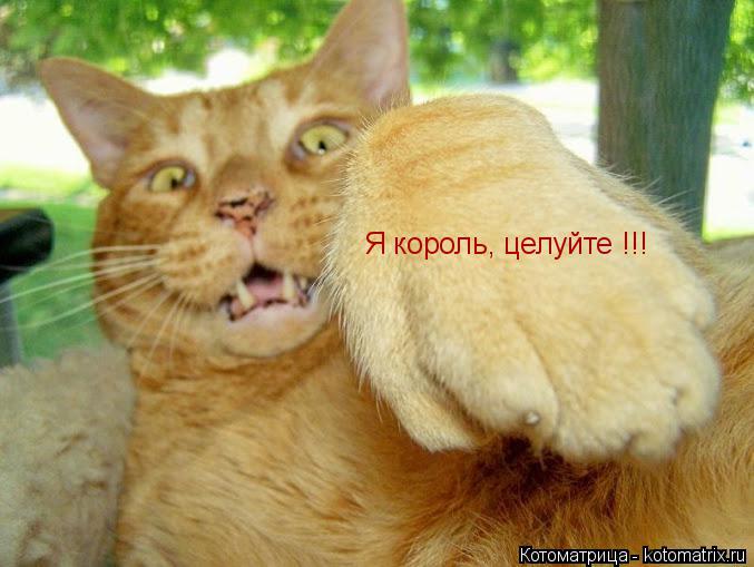 Котоматрица: Я король, целуйте !!!