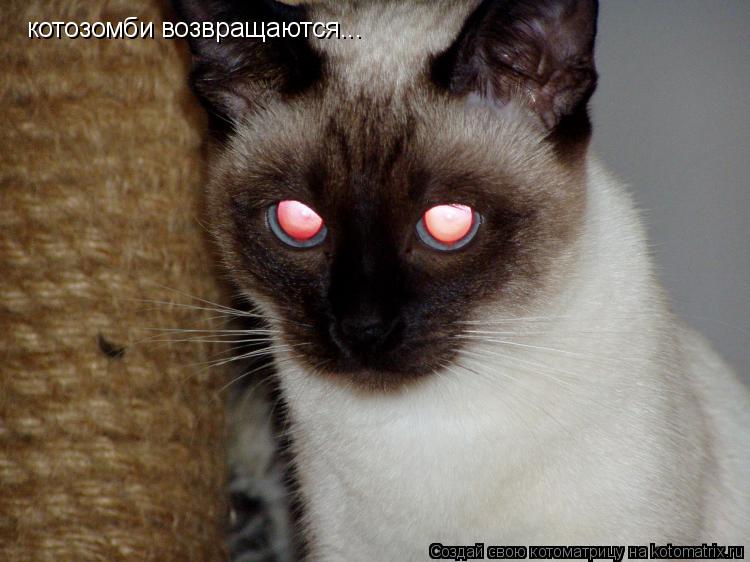 Котоматрица: котозомби возвращаются...