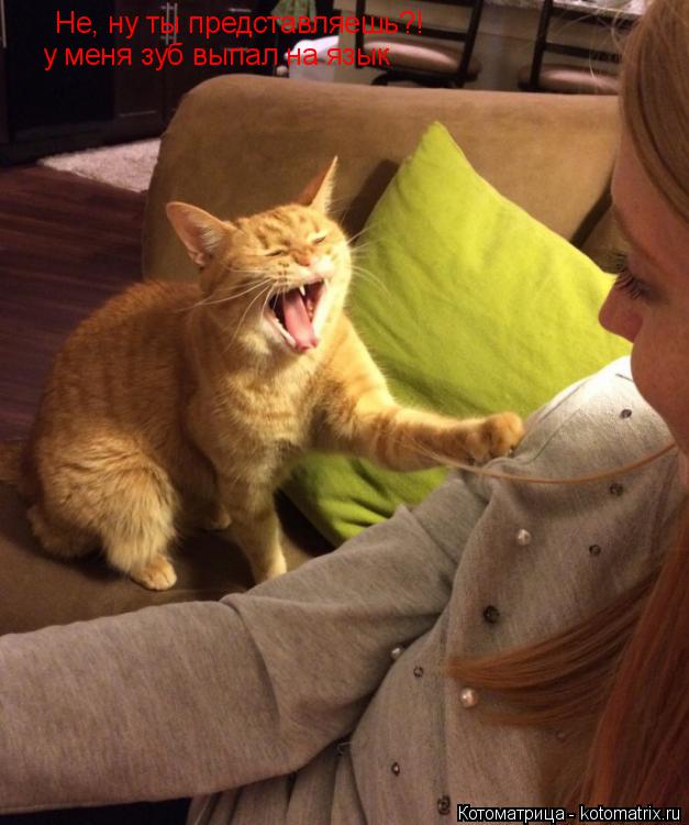 Котоматрица: Не, ну ты представляешь?! у меня зуб выпал на язык