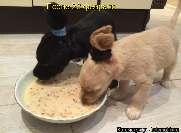 После 23 февраля...... Котоматрица: После 23 февраля...