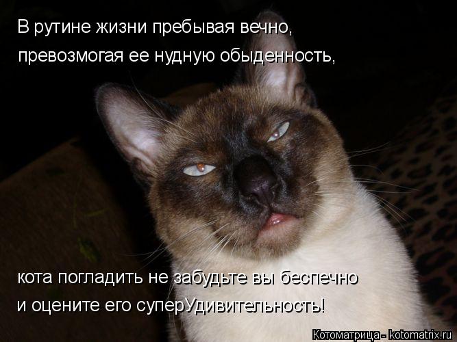 Котоматрица: В рутине жизни пребывая вечно, превозмогая ее нудную обыденность, кота погладить не забудьте вы беспечно и оцените его суперУдивительност