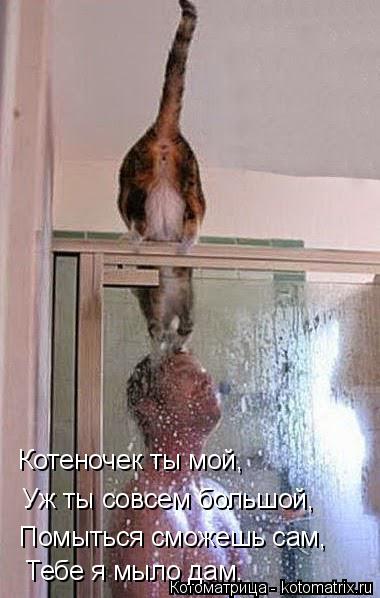 Котеночек ты мой, Уж ты совсем большой, Помыться сможешь сам, Тебе я мыло дам.... Котоматрица: Котеночек ты мой, Уж ты совсем большой, Помыться сможешь сам, Тебе я мыло дам.
